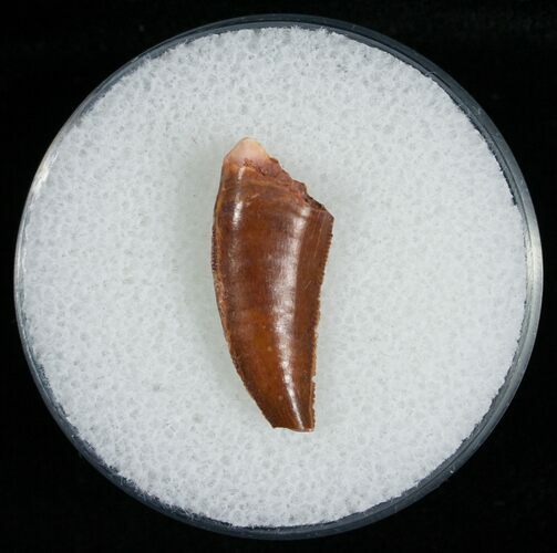 Serrated Raptor Tooth From Morocco - #6896